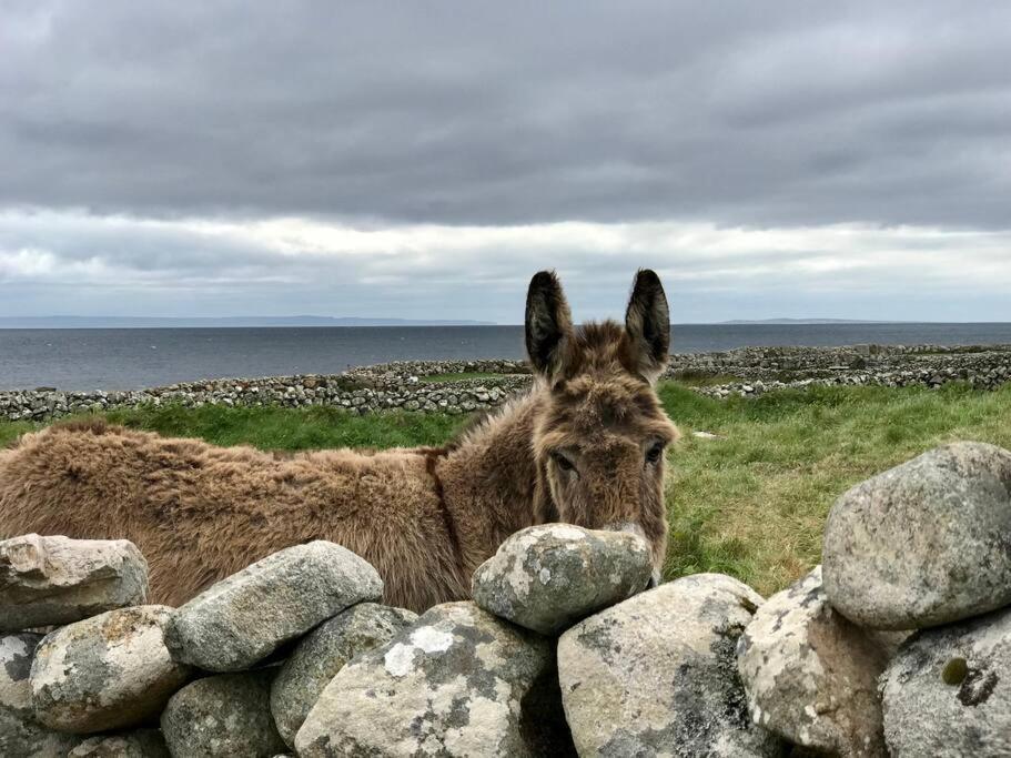 Curlews Rest - Gateway To The Aran Islands Apartment Galway Luaran gambar